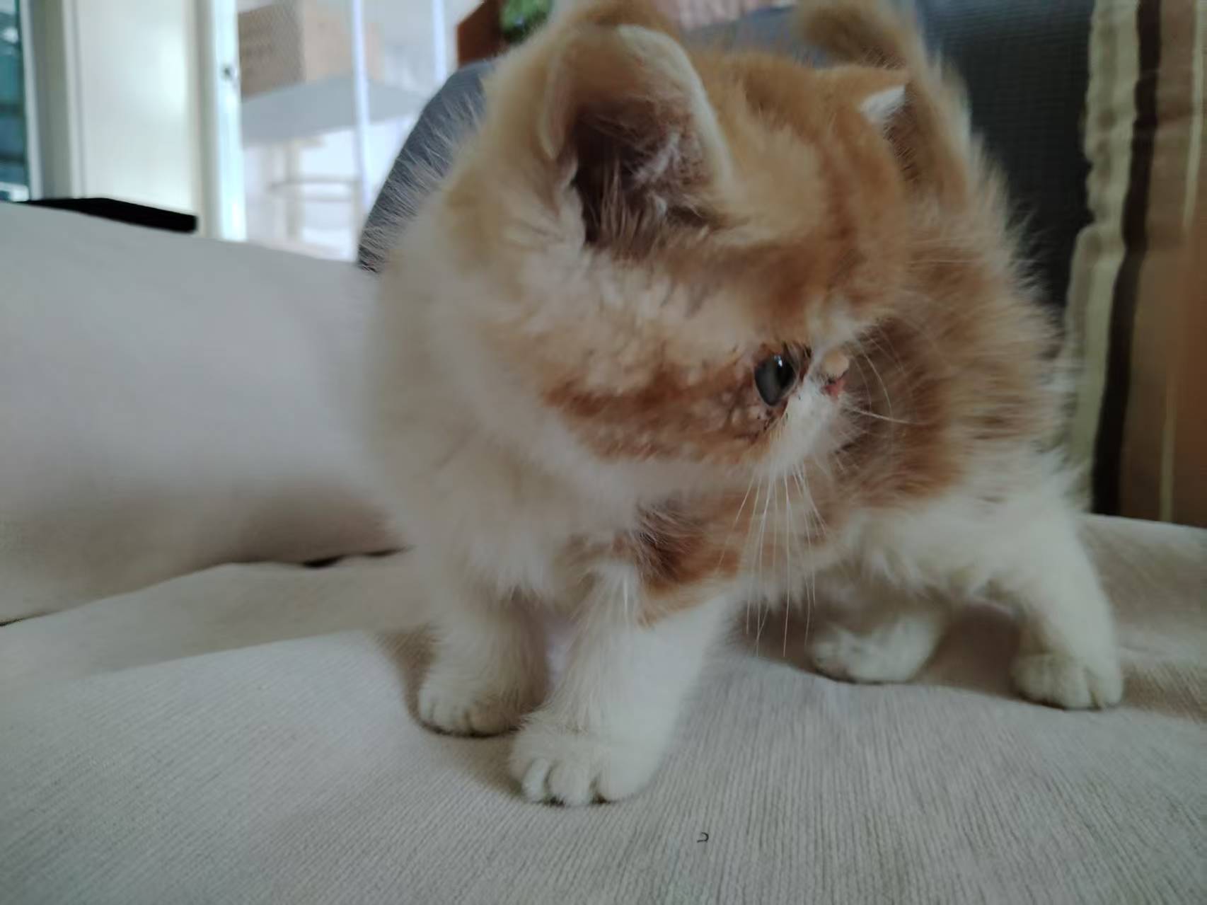 加菲猫